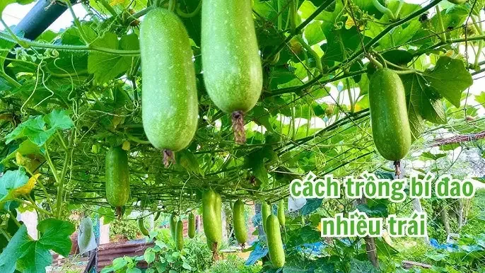 So Sánh Các Mức Giá Bán Cây Sung Cổ Thụ Trên Thị Trường