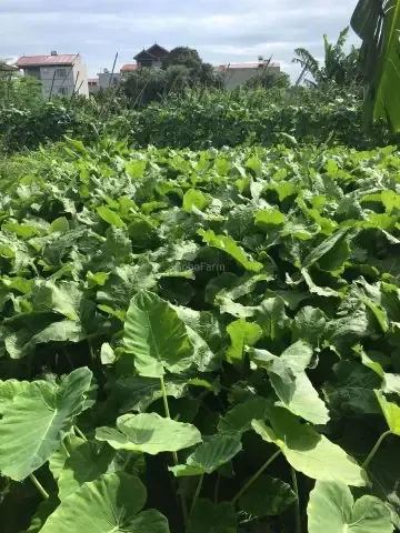 Hình ảnh minh họa về cách trồng rau má bằng cây, liên quan đến các kỹ thuật làm vườn