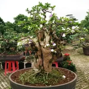 Đánh giá đường kính thân và vỏ cây sung cổ thụ để xác định giá bán