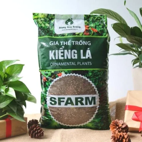 Giá thể trồng kiểng lá tối ưu, giúp rễ dương xỉ thoát nước tốt và phát triển khỏe mạnh