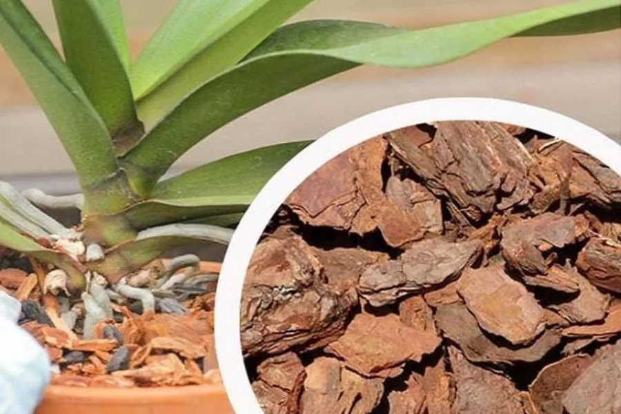 Các loại giá thể trồng Lan Vũ Nữ giúp thoát nước tốt