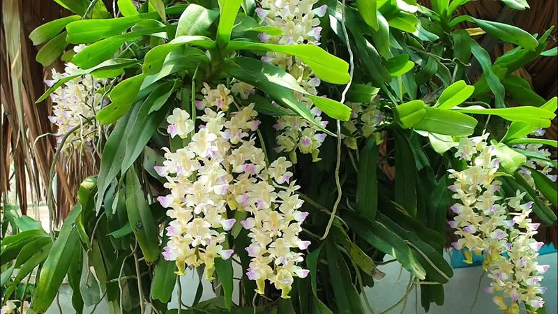 Giáng Hương Tam Bảo Sắc nhiều màu sắc nổi bật