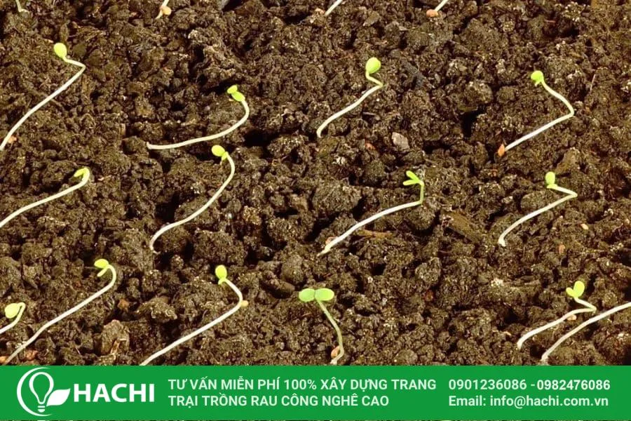 Gieo hạt dâu tây trên nền đất đã chuẩn bị sẵn, đảm bảo không vùi hạt quá sâu để cây con có thể nảy mầm dễ dàng