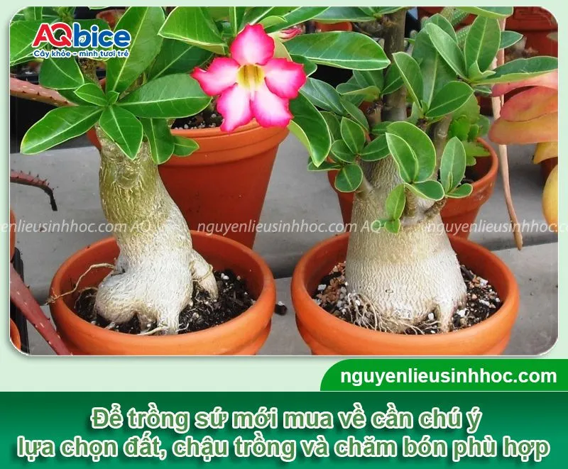 Cách trồng sứ mới mua về đúng kỹ thuật và chăm sóc cây ra hoa rực rỡ