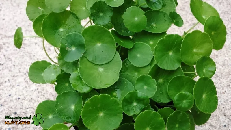 Đặc điểm hình thái của cây rau má cảnh, thân bò lan và lá hình tròn
