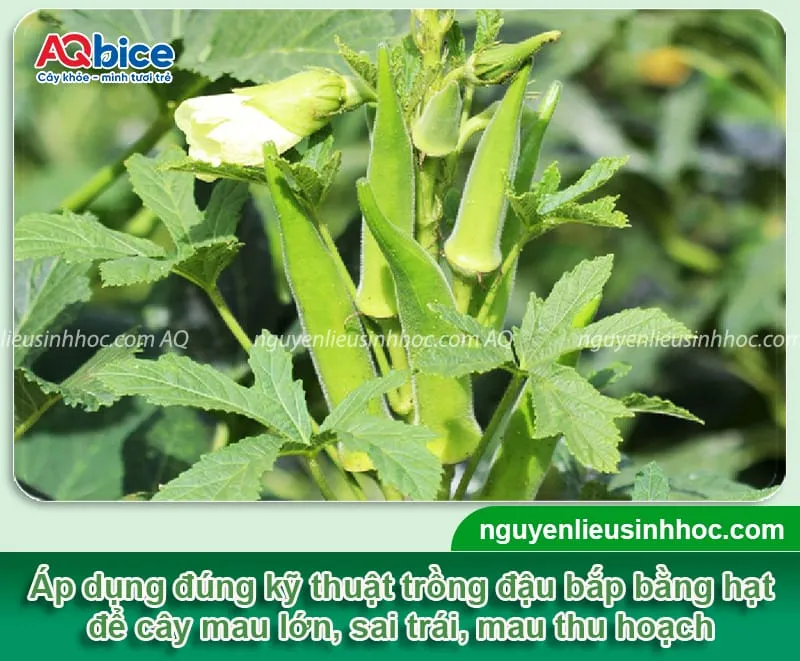 Tạo khu vườn đậu bắp xanh sạch tại nhà, với nguồn nông sản an toàn cho gia đình