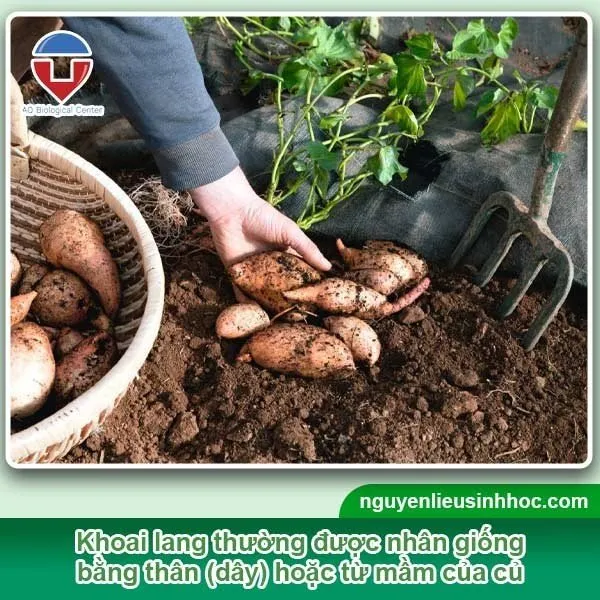 Khoai lang là nguồn thực phẩm giàu dinh dưỡng và là cây cảnh trang trí