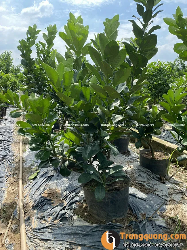 dac-diem-cua-cay-buoi-dien