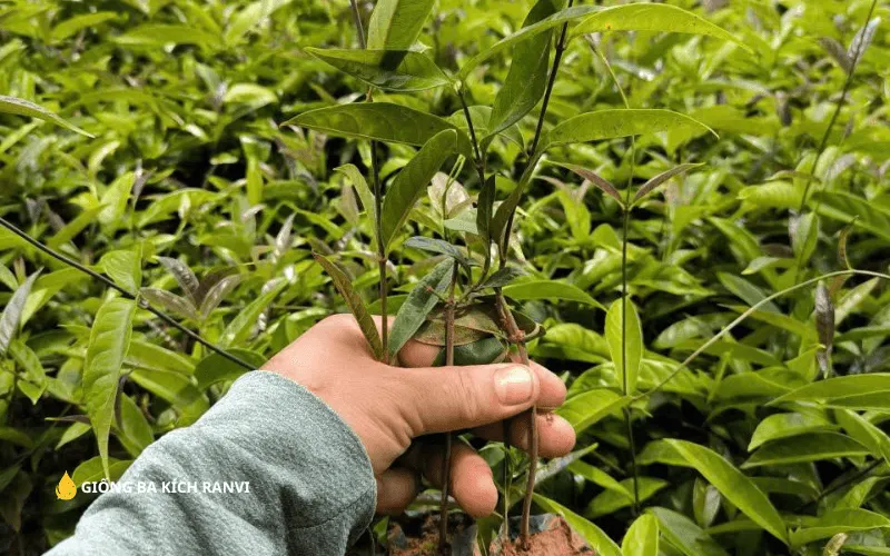 Mô hình trồng Ba Kích Tím thâm canh trên đất đồi