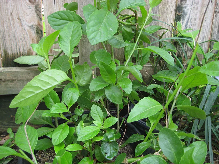 Hình ảnh giống cây Kim Thất Tai được bó gọn gàng