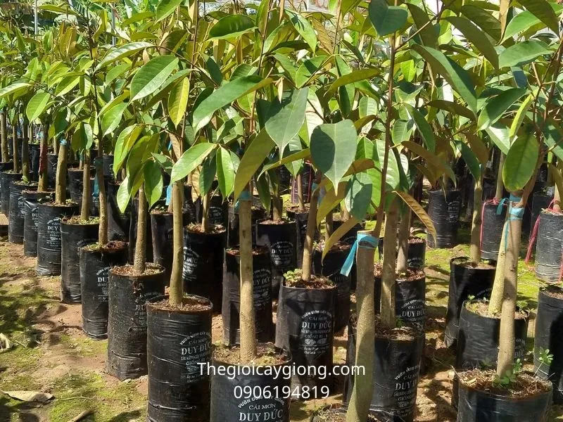 Nên lựa chọn mua cây giống sầu riêng Ri6 tại những cơ sở uy tín