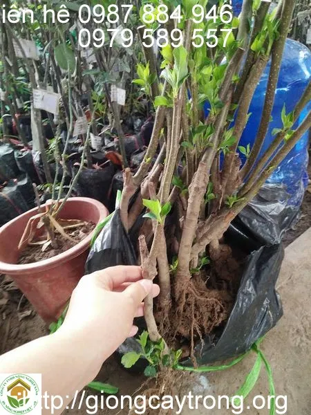 Chuẩn bị giống táo đỏ đem trồng