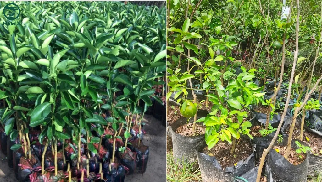 Lựa chọn giống cây khỏe