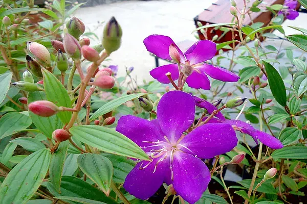 Biểu tượng tình yêu thủy chung của hoa Mua