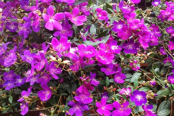 Hoa Mua tím khoe sắc trong môi trường tự nhiên, minh họa cách trồng cây hoa mua