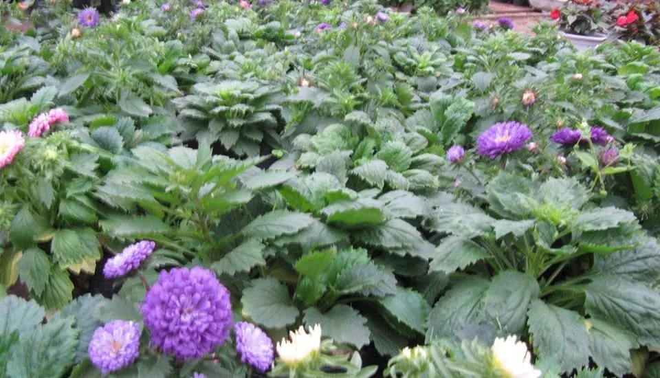 những cây hoa magic mập mạp phát triển