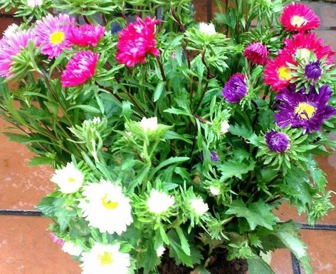 cách trồng và chăm sóc Cúc magic đỏ trắng