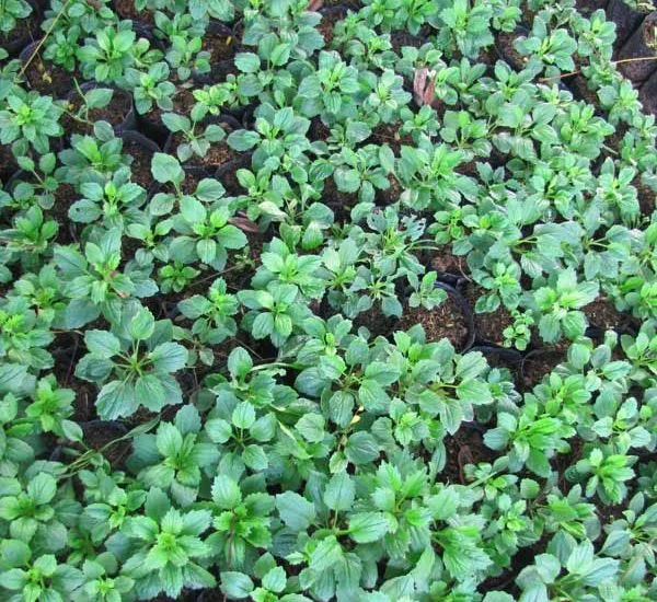 những cây hoa cúc non phát triển