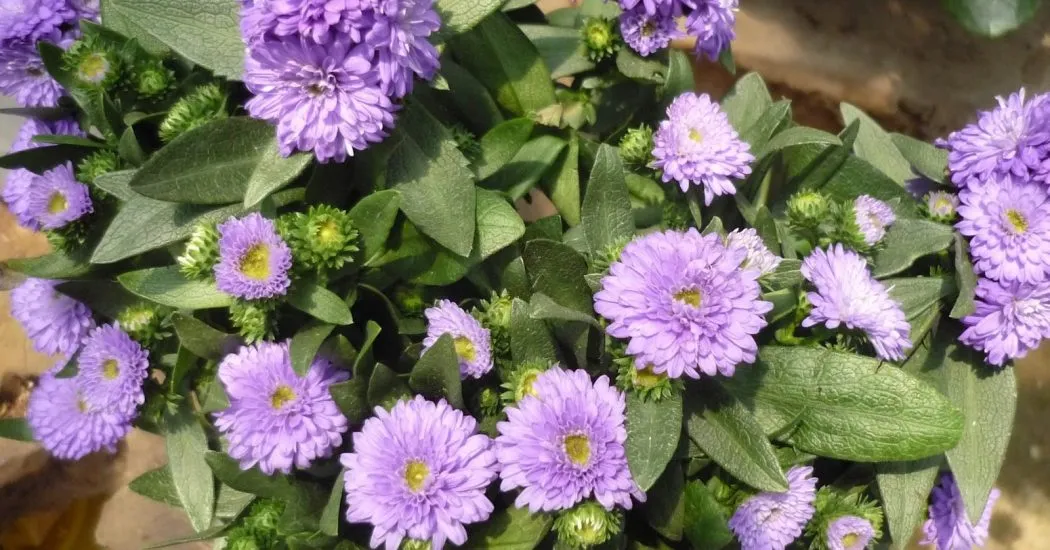 cách trồng và chăm sóc Cúc magic đỏ trắng