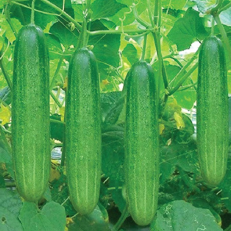 Cách Trồng Dưa Chuột Bằng Hạt Chi Tiết Từ A Đến Z Đảm Bảo Năng Suất Cao