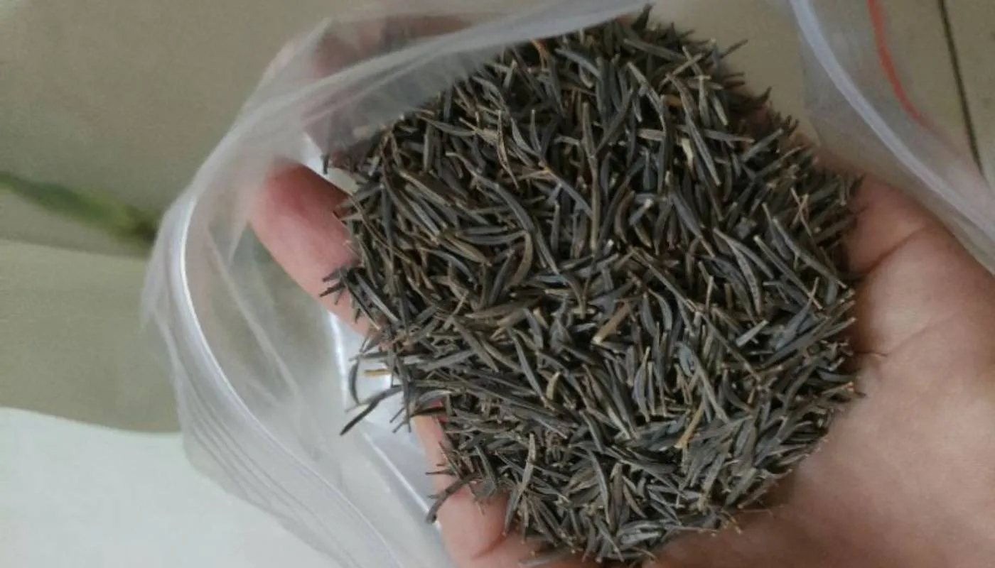 Cách Trồng Cây Cà Tím Trong Chậu: Hướng Dẫn Toàn Diện Từ Vũ Garden