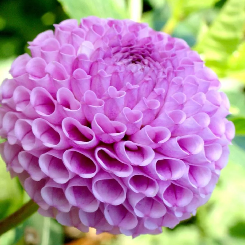 Cánh hoa thược dược tổ ong rực rỡ và hình dáng đặc trưng