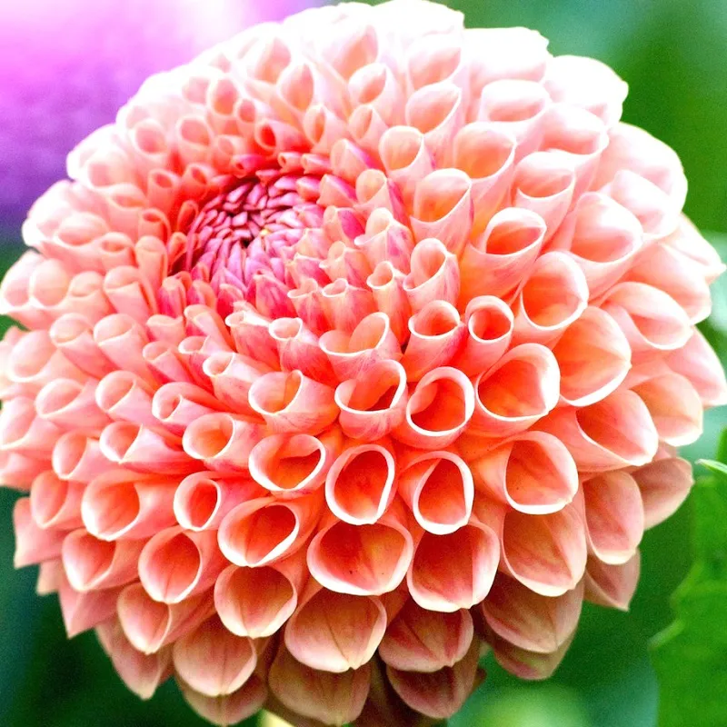 Vườn hoa thược dược tổ ong đa sắc màu đang khoe sắc