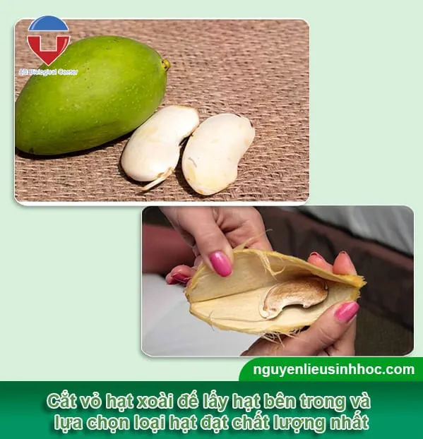 Cách trồng xoài từ hạt nhanh nảy mầm, trái đầy cành