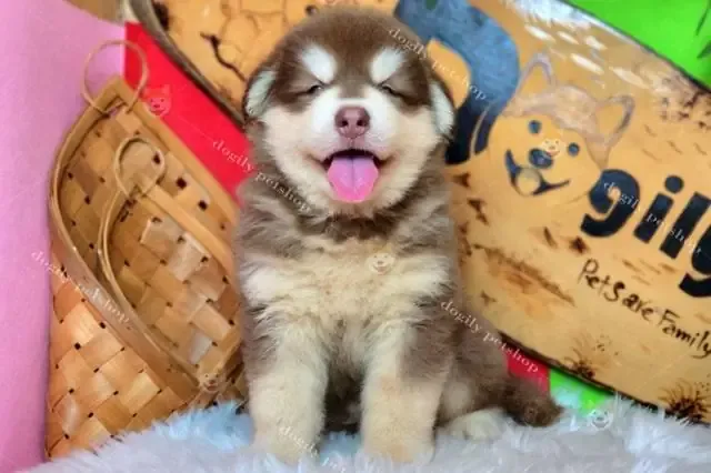 Chú chó Alaska Malamute con với đôi mắt to tròn, biểu cảm ngây thơ