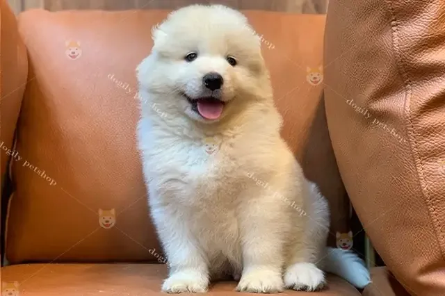 Hình ảnh chó Alaska cute với tư thế ngồi đáng yêu, thể hiện sự trung thành