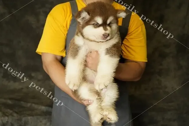 Hình ảnh một chú Alaska Malamute đang nằm nghỉ ngơi thoải mái trong không gian mát mẻ