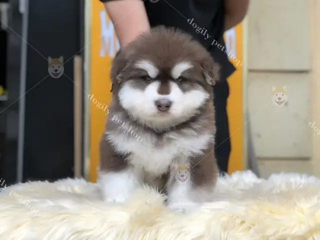 Hình ảnh chó Alaska cute trưởng thành với bộ lông dày màu xám trắng