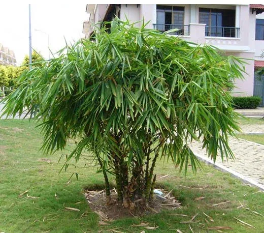 Kỹ thuật chọn đất và chuẩn bị giống cây Trúc Phật Bà