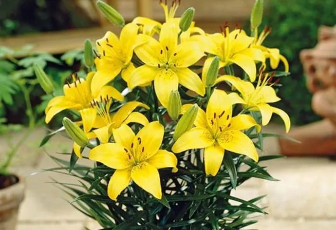 Cận cảnh hoa Ly Cao Thơm màu vàng, biểu tượng phồn thịnh