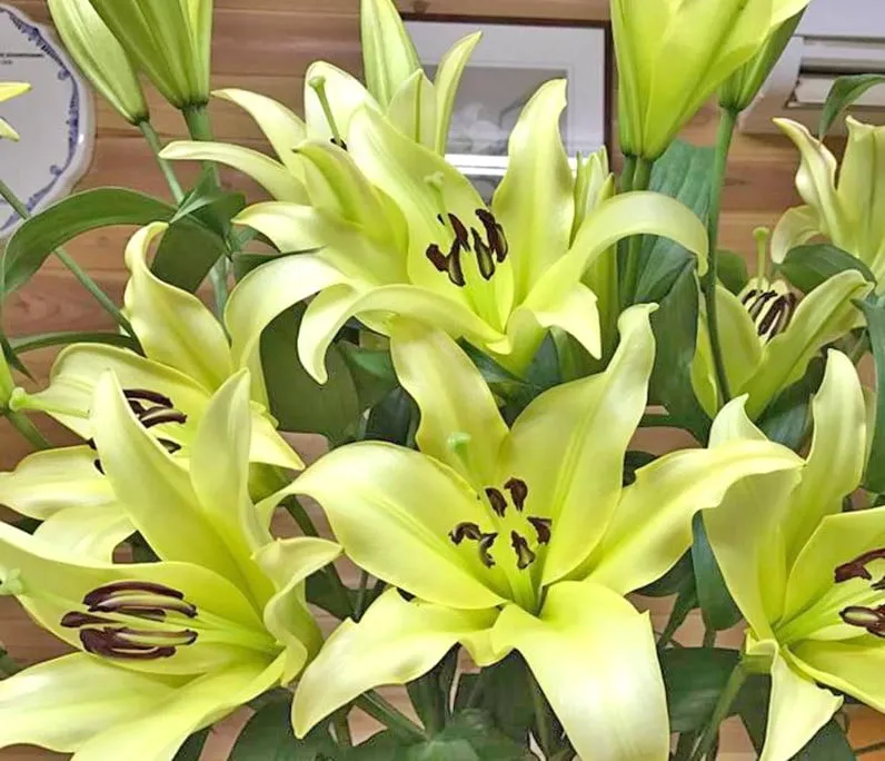 Kỹ thuật chăm sóc hoa Ly Cao Thơm nở đúng dịp Tết