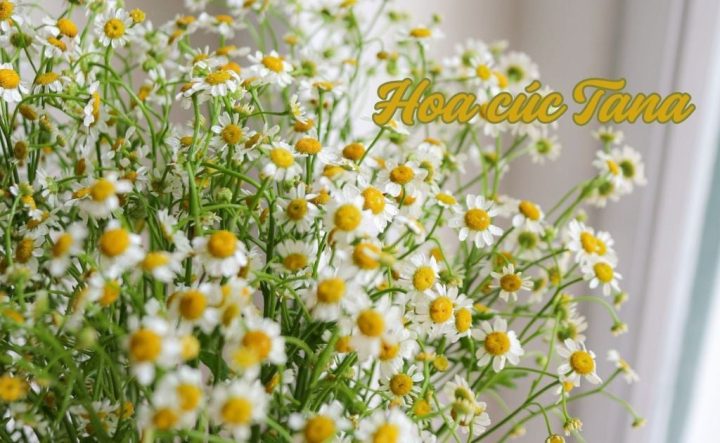 Cách Trồng Địa Lan Luân: Hướng Dẫn Chi Tiết Từ A Đến Z Cho Người Mới