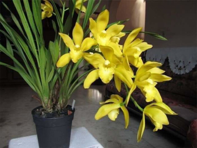 Cách Trồng Lan Cát: Hướng Dẫn Kỹ Thuật Địa Lan Hương Cát Cát Toàn Diện