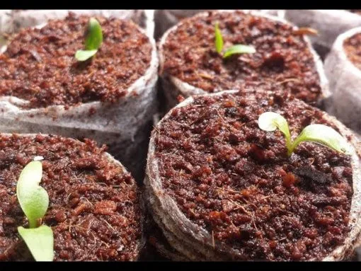 Hoa Dong Tien Cach Trong Trong Va Cham Soc 1