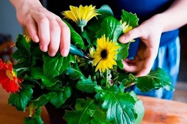 Hoa Dong Tien Cach Trong Va Cham Soc 3