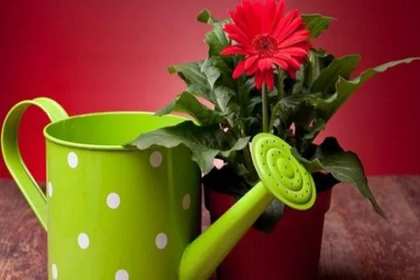 Hoa Dong Tien Cach Trong Va Cham Soc 4