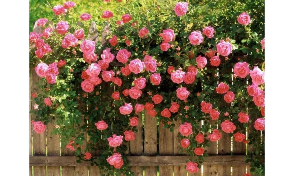 Trồng hoa hồng leo Pháp: Giống hồng leo cao quý đang bám giàn