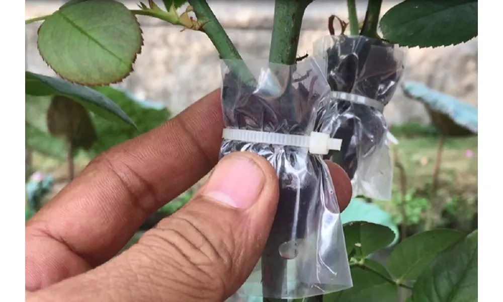 Nhân giống hoa hồng leo Pháp: Chiết cành để nhân giống hoa hồng leo Pháp