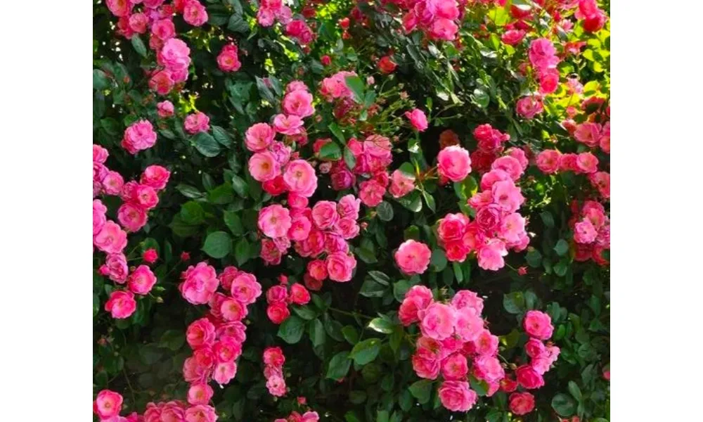 Giống hoa hồng Pháp: Cây hồng leo Minh Châu cực kỳ sai hoa