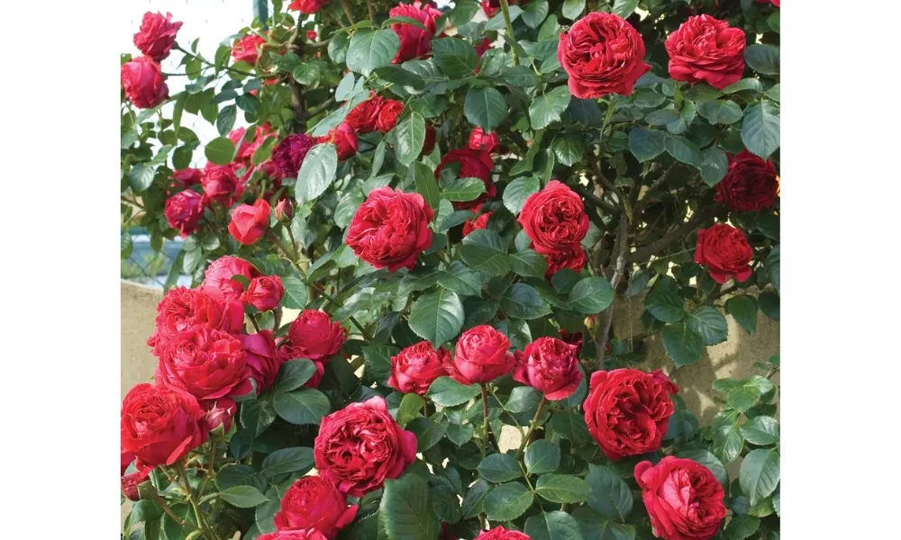 Chăm sóc hồng leo Pháp: Hoa hồng leo Mộng Vy có cánh kép và màu đỏ tươi