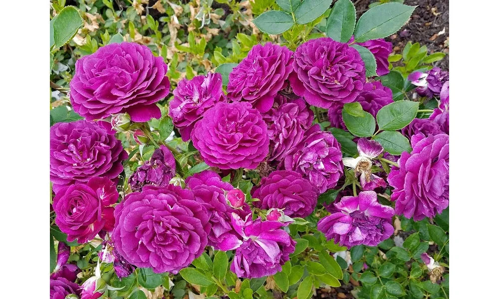 Trồng hoa hồng leo Pháp: Hồng leo Pháp Tuyền Bích có màu tím bí ẩn