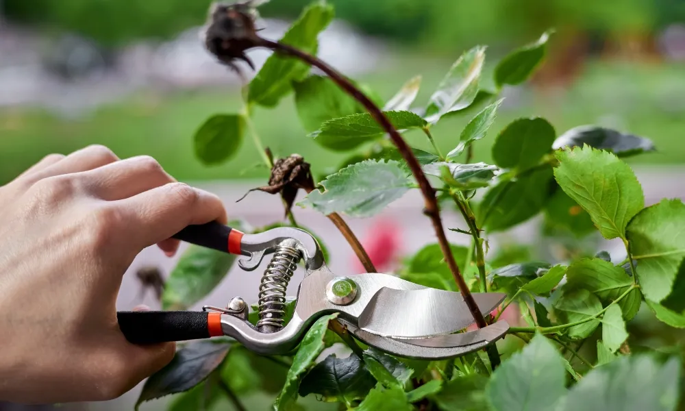 Chăm sóc hoa hồng leo Pháp: Thường xuyên cắt tỉa cành có hoa đã tàn