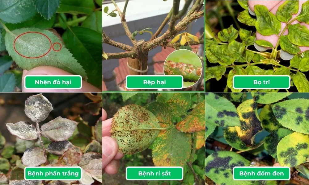 Phòng trừ sâu bệnh cho hoa hồng: Các dấu hiệu khi hoa hồng bị sâu bệnh hại