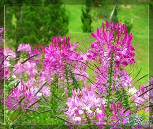 Vẻ đẹp tinh tế của hoa hồng ri màu tím nhạt