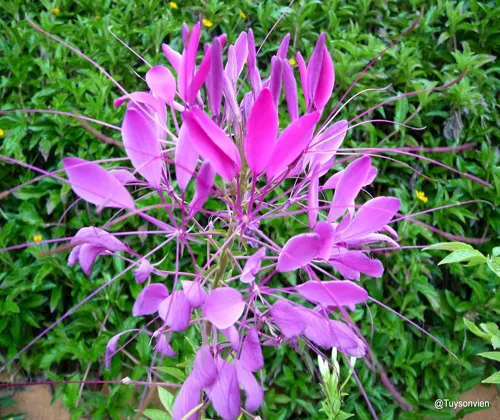 Hoa hồng ri khoe sắc trong môi trường ánh sáng đầy đủ