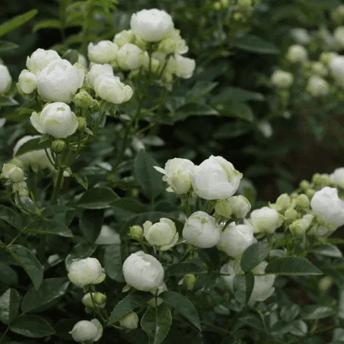 Hoa hồng trứng màu hồng phấn, biểu tượng cho sự thuần khiết và tình cảm chân thành